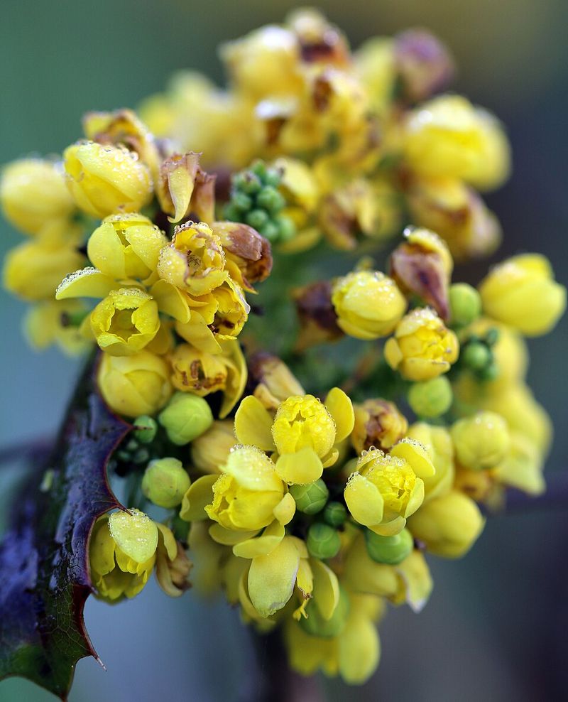 Cascade Oregon Grape Bringing Bold Green And Wildlife Cheer
