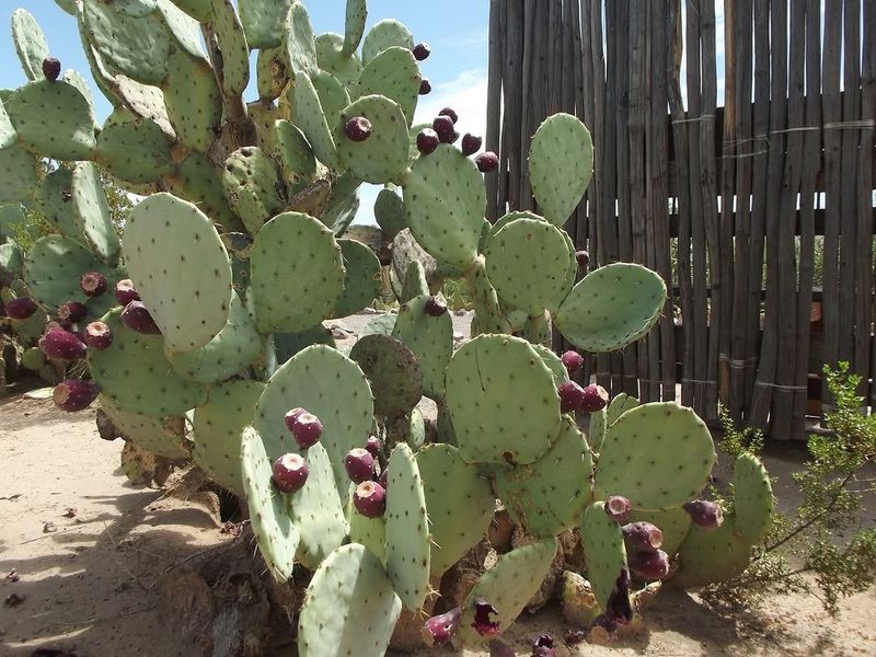 Prickly Pear Forms A Thick Barrier