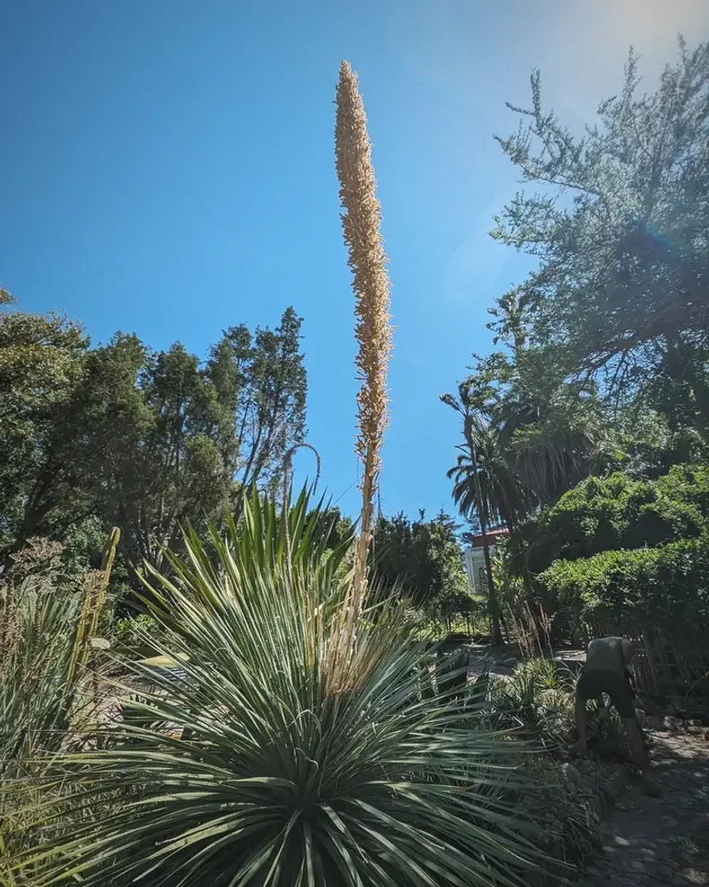 Desert Spoon Forms A Striking Fountain Shape