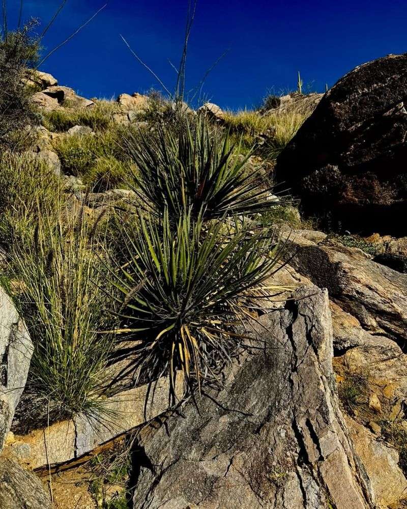 Desert Spoon Adds Dramatic Spiky Texture To Xeriscapes