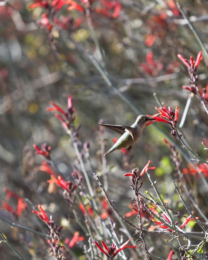 Chuparosa Produces Flowers That Early Cutting Removes