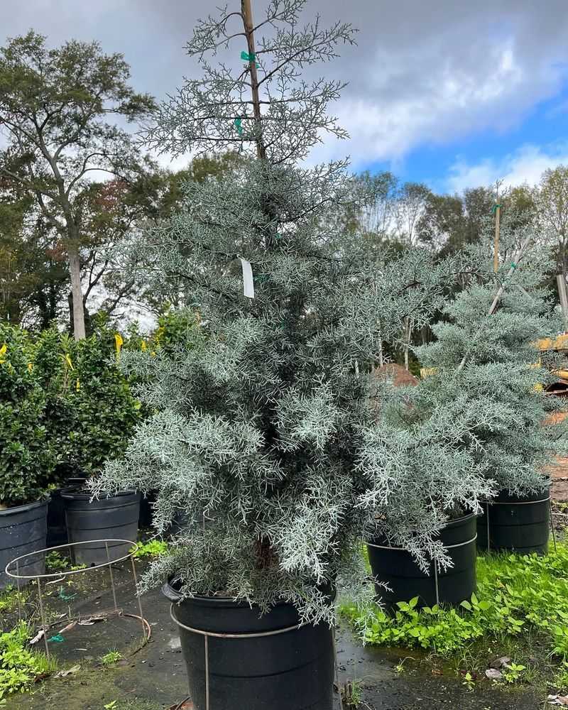 Arizona Cypress With Tall Evergreen Coverage