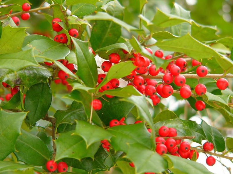 Plant Berry-Rich Natives That Keep Them Coming Back