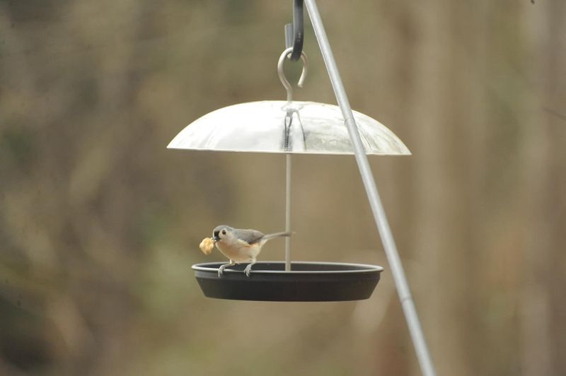 Provide Suet During Colder Months