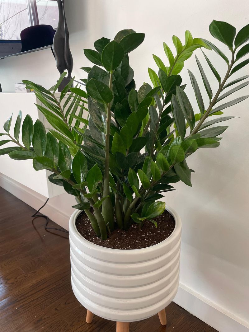 The ZZ Plant Handles Low Light Better Than Most Houseplants