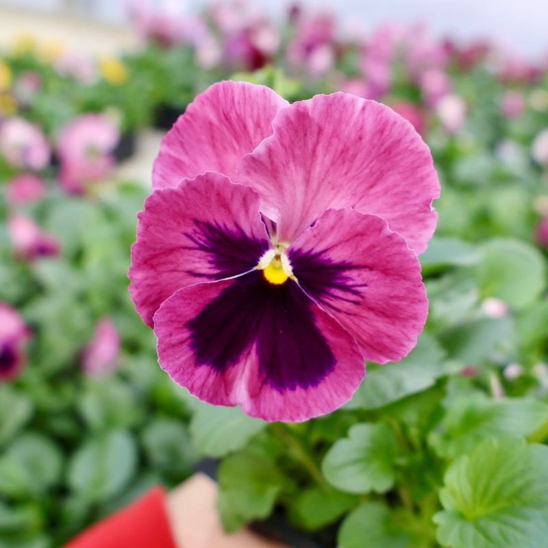 Pansy Bringing Early Color In Cool Spring Beds