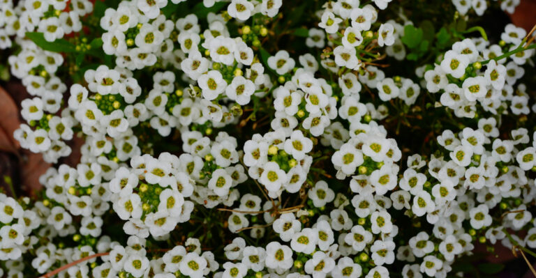Ohio Gardeners Should Plant These Flowers In April