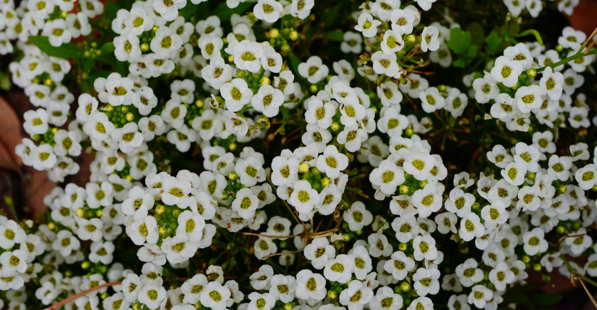 Ohio Gardeners Should Plant These Flowers In April