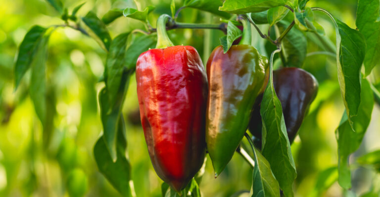 Ohio Gardeners Should Wait To Plant These Vegetables Because It’s Too Early