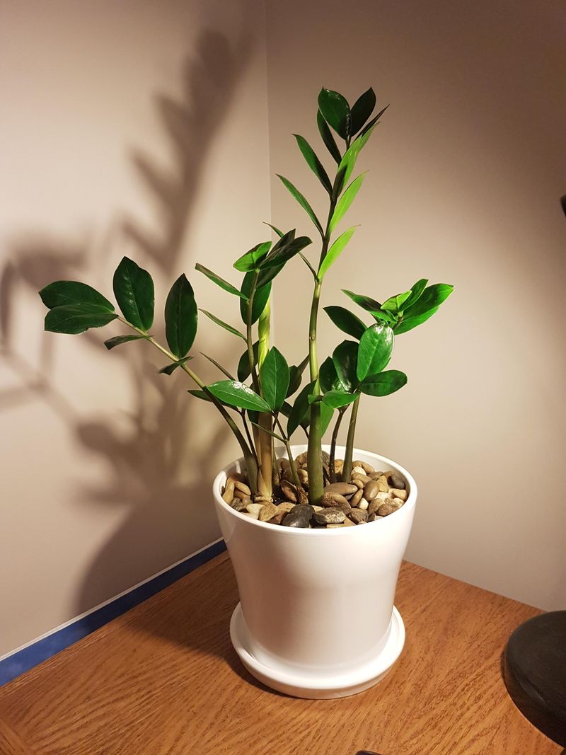 Too Much Water Causes More Trouble Than Too Little