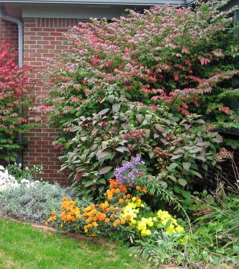 This Shrub Does Not Always Stay In Bounds