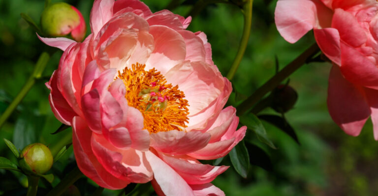 Ohio’s Best Peony Varieties For Stunning Garden Blooms