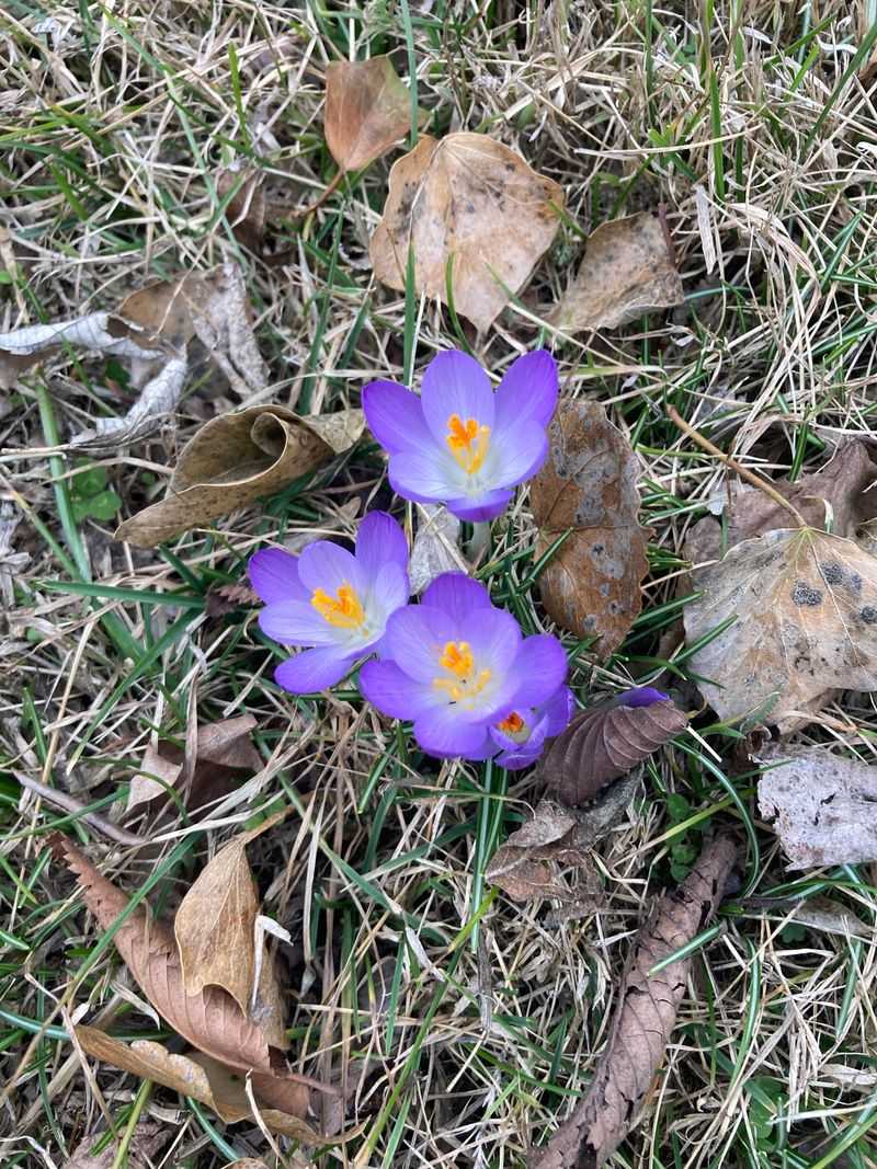 Crocus Brings The First Bright Color After Winter