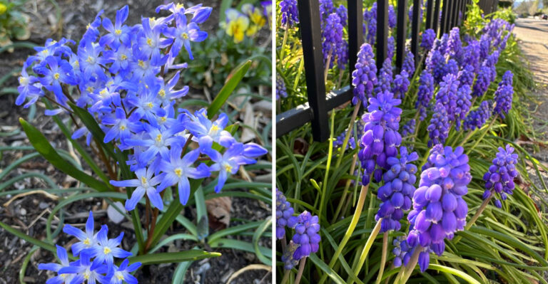 Ohio’s First Spring Bulbs That Wake Up Gardens In April