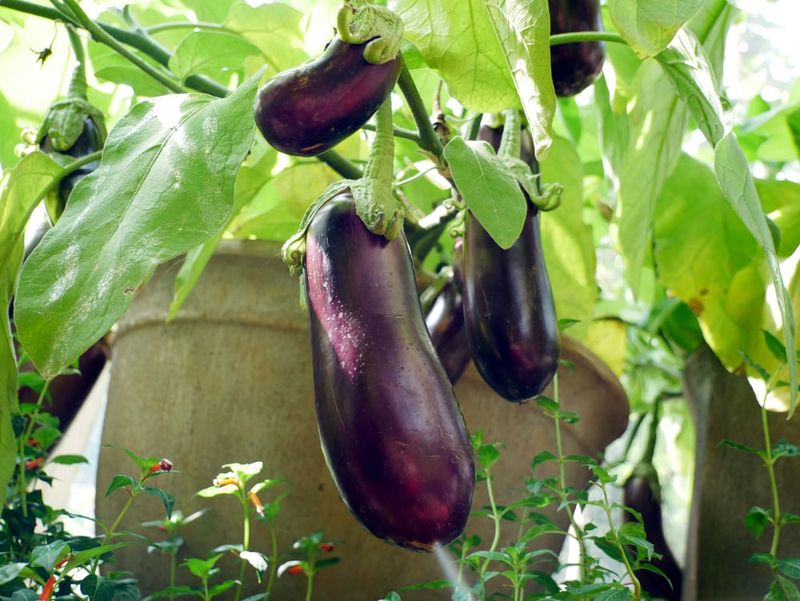 Eggplant