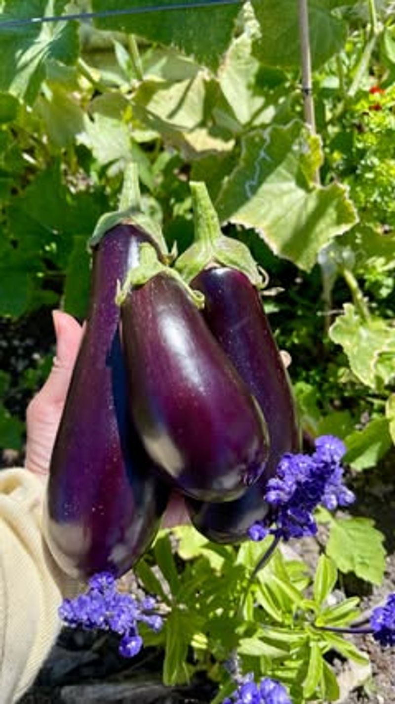 Eggplant