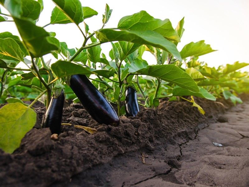 Eggplant