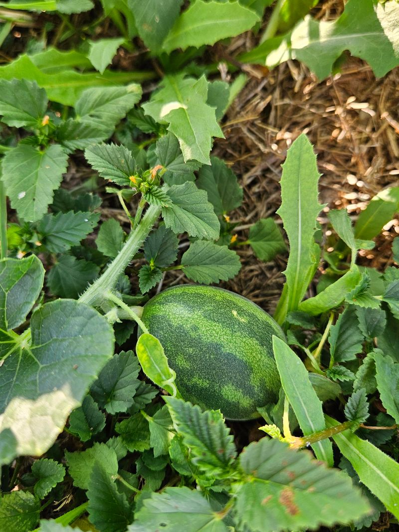 Melons Develop Sweet Fruit And Spread Quickly In Warm Soil