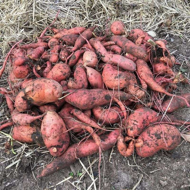 Sweet Potatoes Establish Before Extreme Heat