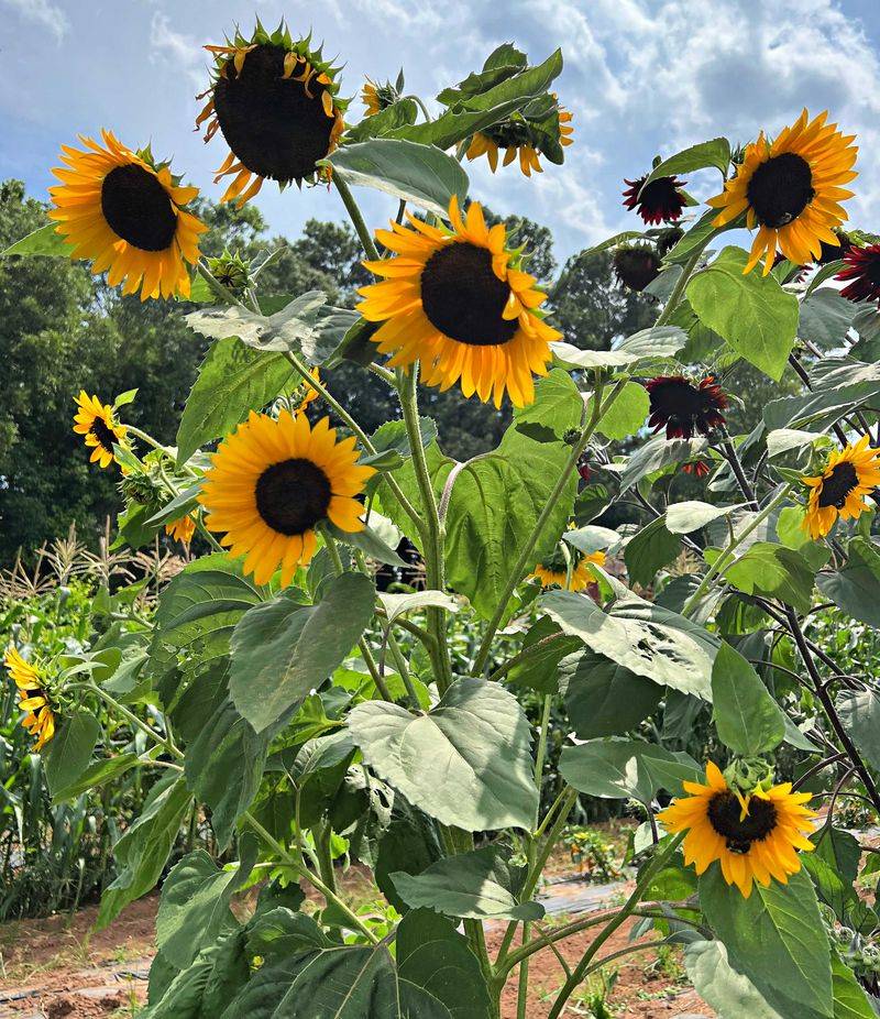 Sunflowers Shoot Up And Brighten The Garden Fast