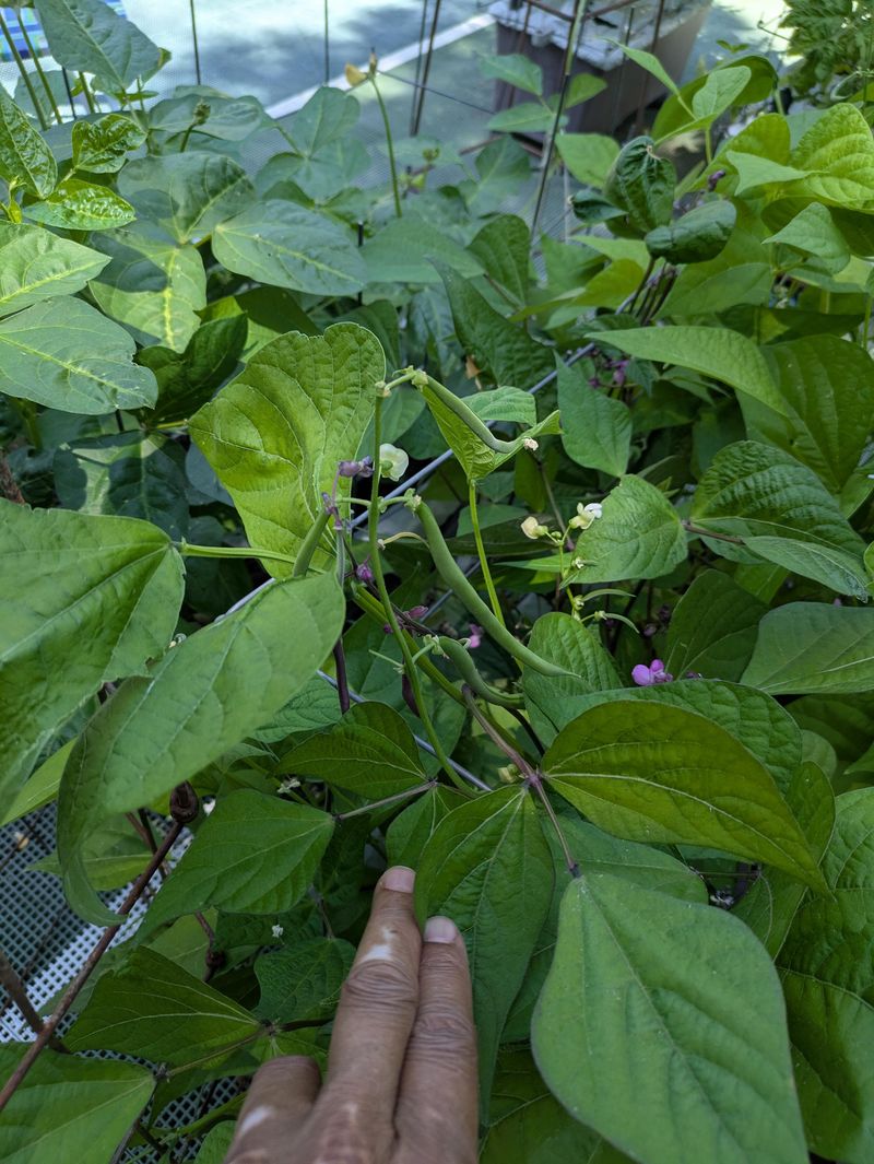 Southern Peas Produce Protein-Packed Pods Early