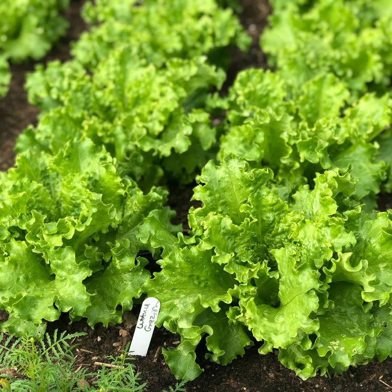 Lettuce That Stays Crisp And Fresh All Season