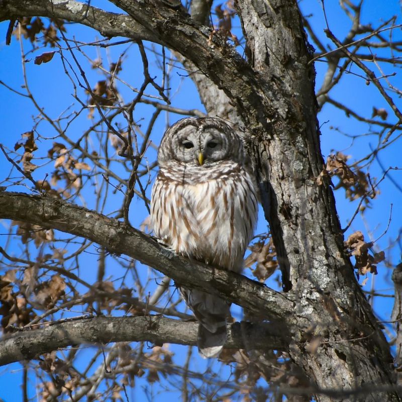 Towering Sycamores That Shelter Owls Near Streams