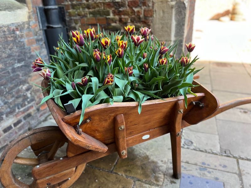 Wheelbarrows Making A Big Garden Statement