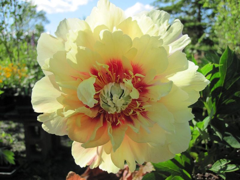 Prairie Charm Adds Soft Yellow Blooms With Lasting Appeal