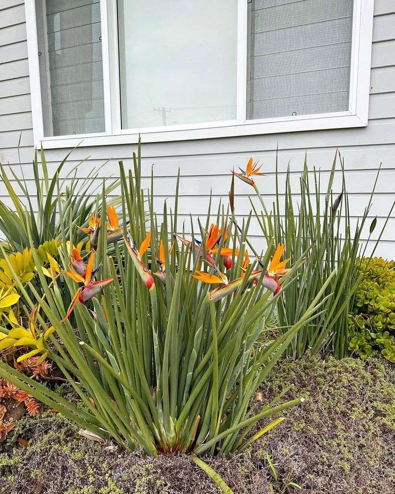 Healthy Stems Should Be Left For Future Blooms