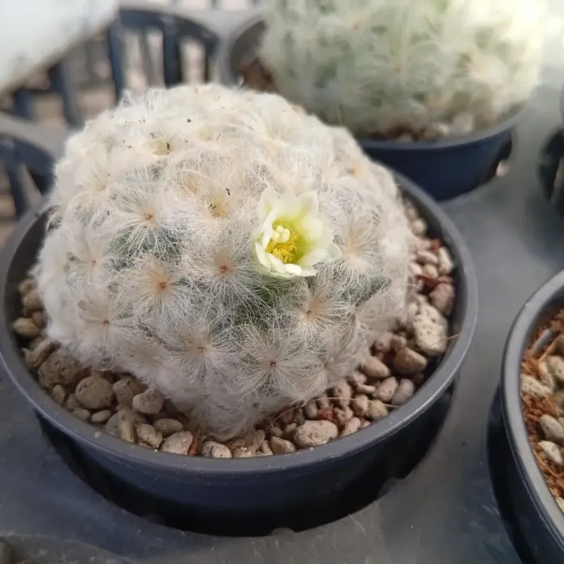 Feather Cactus Shows Delicate White Spines
