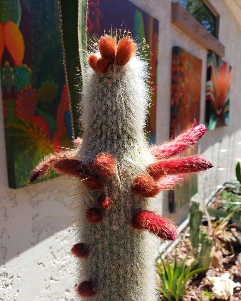 Silver Torch Cactus Grows Tall With Bright Blooms