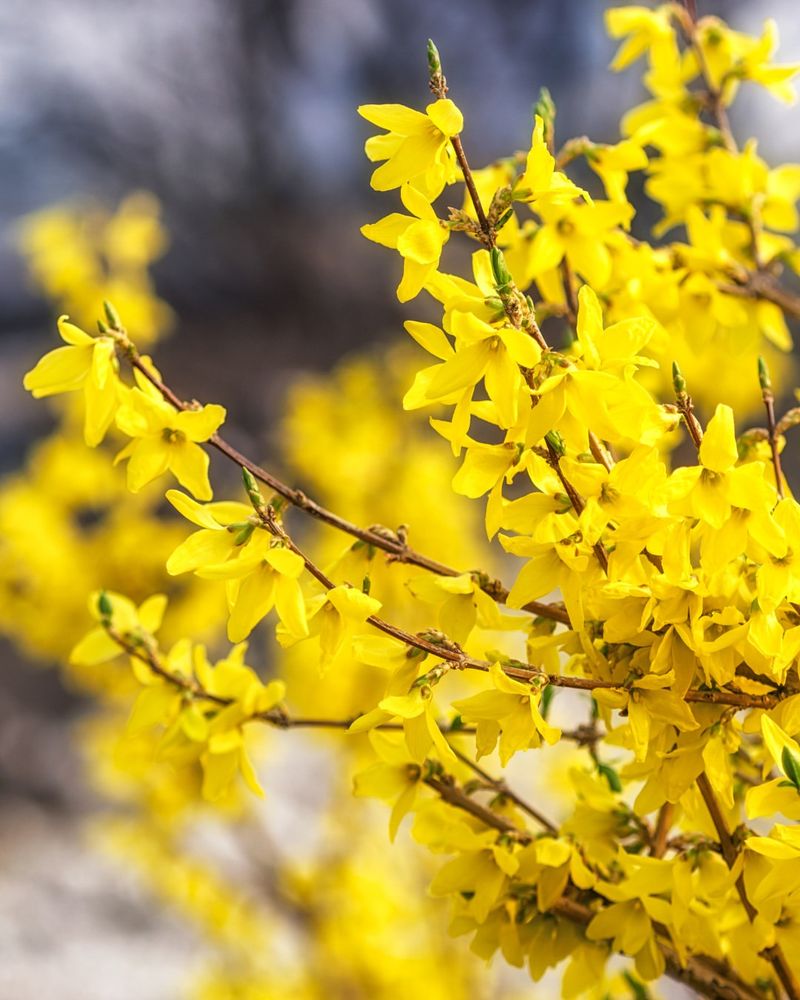 A Sunny Location Helps The Plant Perform At Its Best