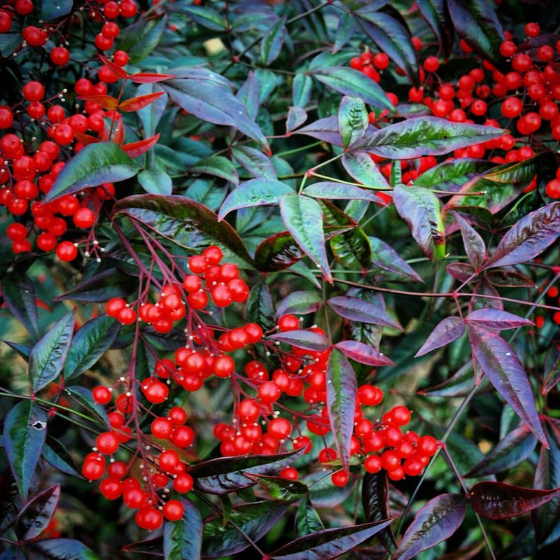 Heavenly Bamboo (Nandina)