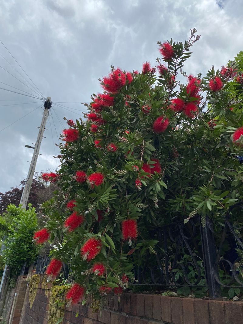 Bottlebrush
