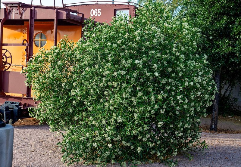 Arizona Rosewood Forms A Solid Hedge