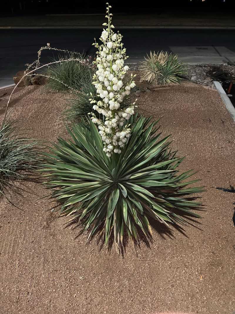 Yucca Adds Striking Form And Drought Resilience