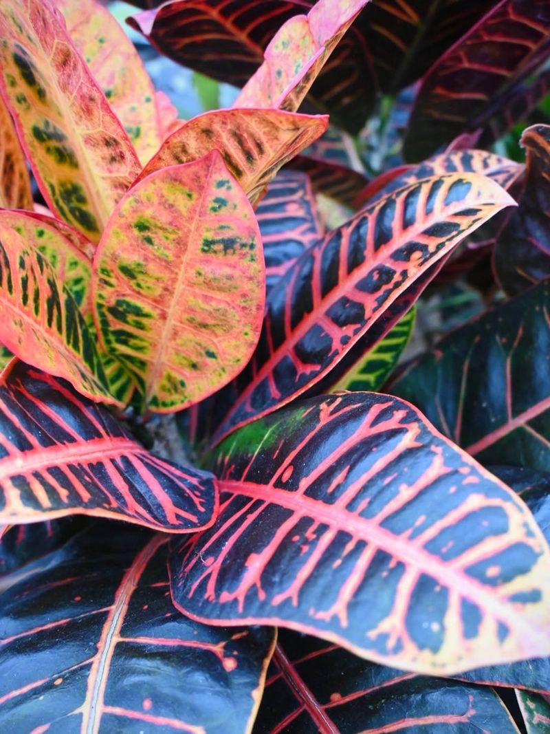 Croton Responds Well To Shaping Before Warm Season Growth