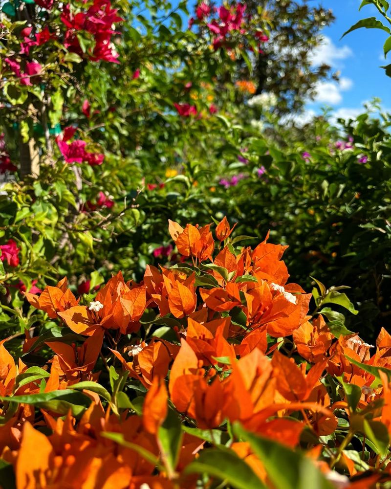 Bougainvillea Should Not Be Pruned Before Spring Growth