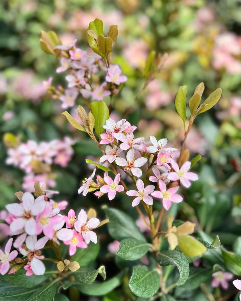 Indian Hawthorn Struggles In Intense Heat And Often Declines