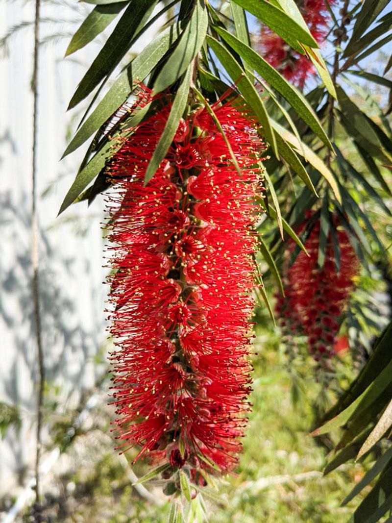Bottlebrush (Callistemon Citrinus)