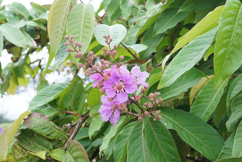 Crape Myrtle Supports Robust Summer Flowering