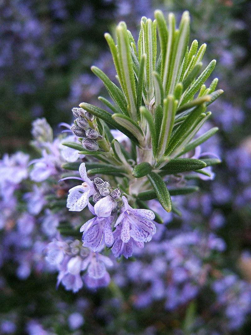Rosemary Creates Fragrant Evergreen Hedges That Thrive In Dry Heat