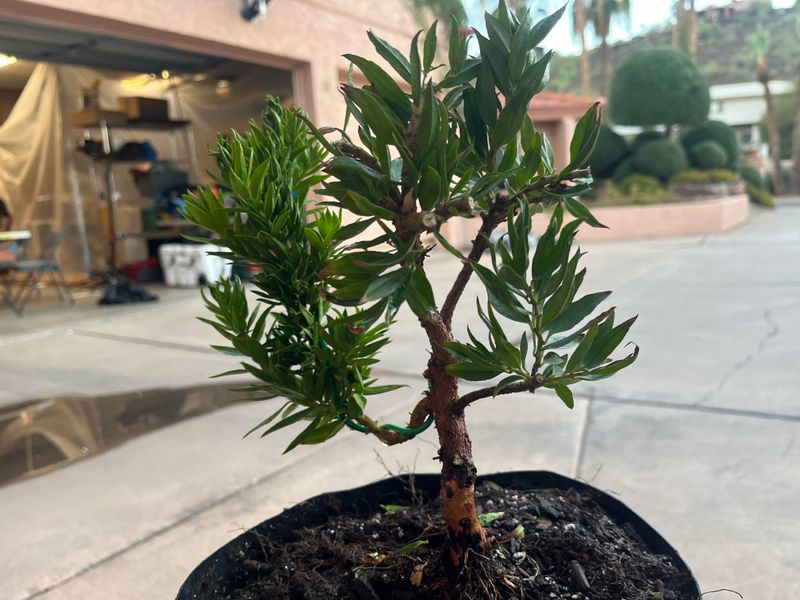 Works Well As A Statement Plant In Containers Or Garden Beds