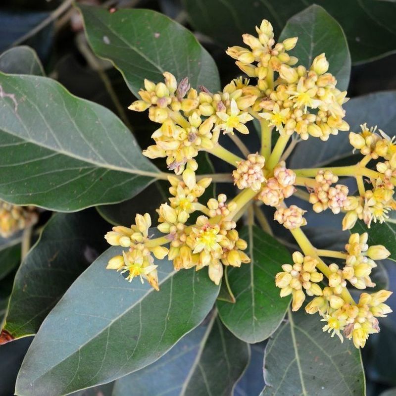 Flowering Next Season Can Drop After A Heavy Fruit Load