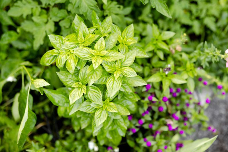 Basil Wants Warm Soil Not Spring Guesswork