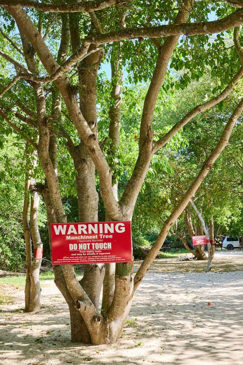 Avoid The Manchineel Tree For Your Safety In South Florida