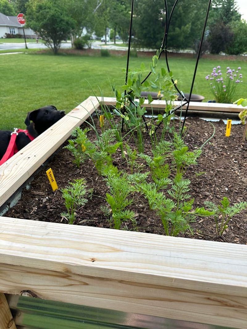 Carrots Are Worth Sowing Before Warm Weather Arrives