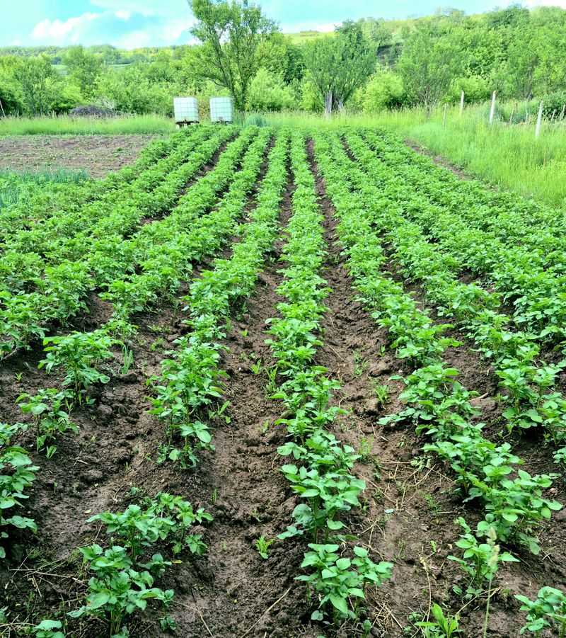 Potatoes Are Ready For April Planting