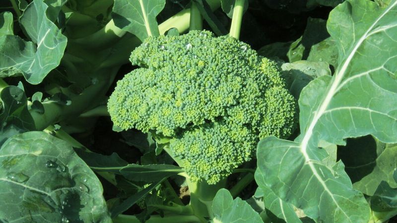 Broccoli In Northwest To Southeast Ohio (Zones 5b–6b)